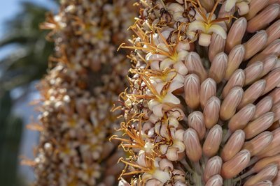 Aloe suzannae, Blüte 2 (800x533).jpg