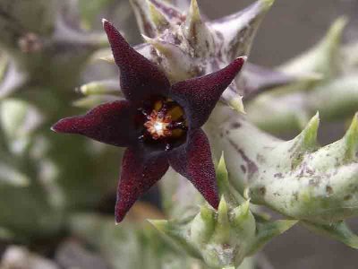 Orbea semitubiflora-3071.jpg