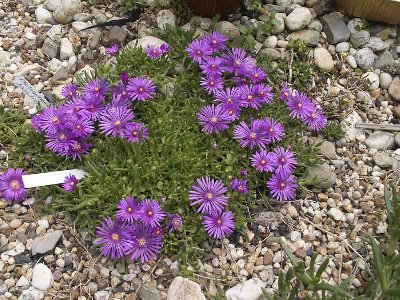 Delosperma deleeuwiae -hat den Winter am besten überstanden