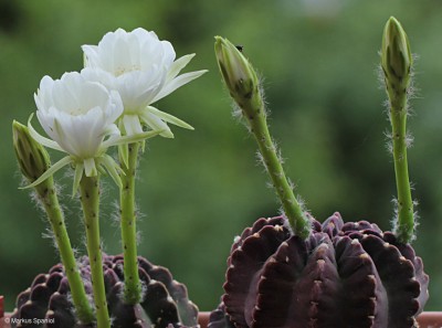 Echinopsis_subdenudata.JPG