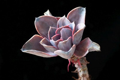 WB20190610 125747, Echeveria.jpg