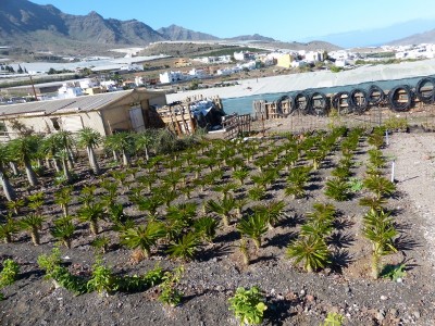 Pachypodium menabeum, Feld (800x600).jpg