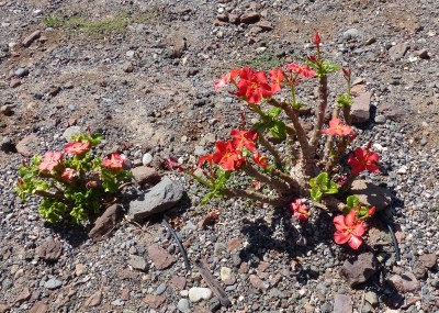 Pachypodium windsorii mit Blüten (800x570).jpg