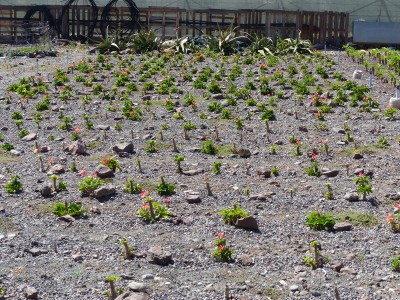 Pachypodium windsorii, Feld (800x600).jpg