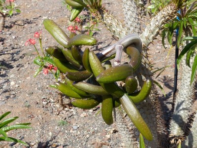 Pachypodium lamerei, Früchte, (800x600).jpg