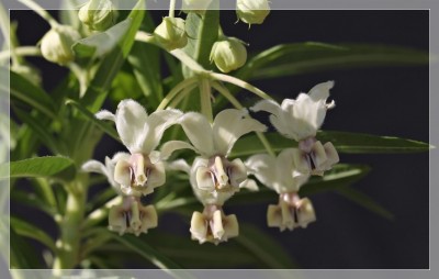 Asclepias physocarpa3_klein.jpg