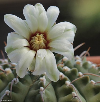 Gymnocalycium_ochoterenae_subsp._vatteri.JPG