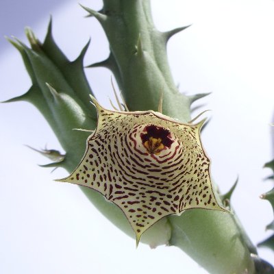 Huernia McCoy.jpg