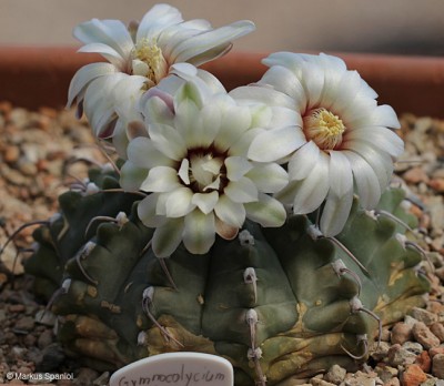 Gymnocalycium_ochoterenae_subsp._vatteri_[2].JPG