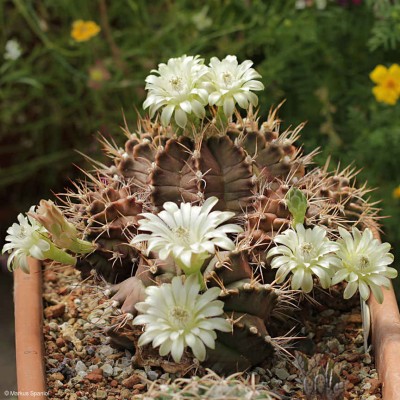 Gymnocalycium-anisitsii.JPG