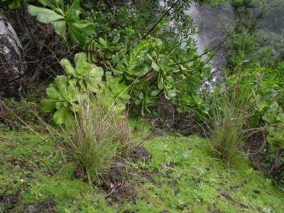 Aeonium glutinosum 4.jpg