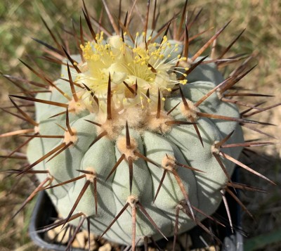 Copiapoa cinerea ssp. columna-alba JA24