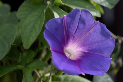 Ipomoea pubescens a, WB20190922 123900.jpg