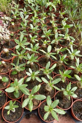 Pachypodium brevicaule gepfr. (533x800).jpg