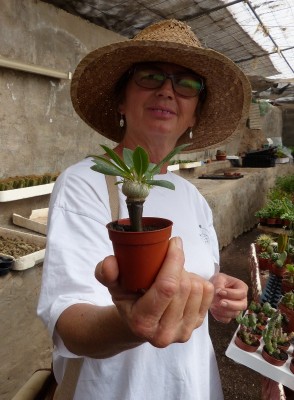 Pachypodium brevicaule , Goa (588x800).jpg