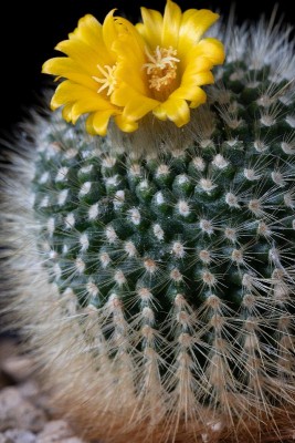 Parodia aff. chrysacanthion WB20191208.jpg