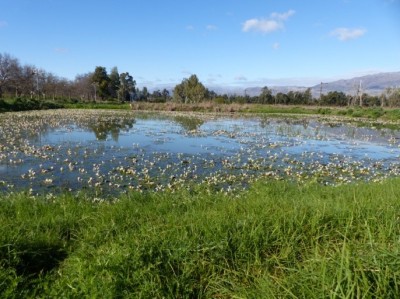 Waterblommetjies.jpg