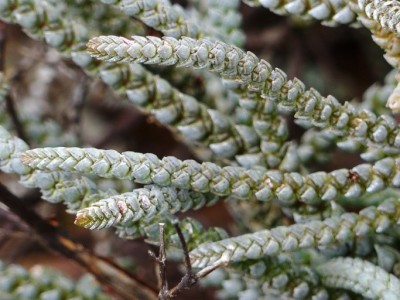 Crassula muscosa.jpg