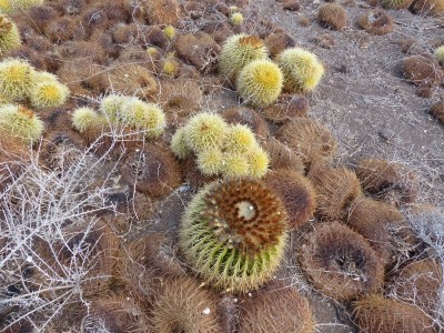 Echinocactus grusonii, neues Leben (800x600).jpg