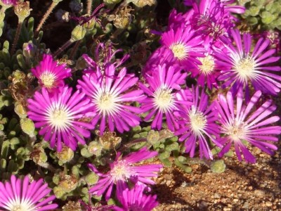 Drosanthemum hispidum.jpg