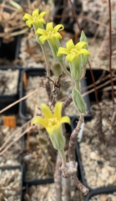 Tylecodon viridiflorus