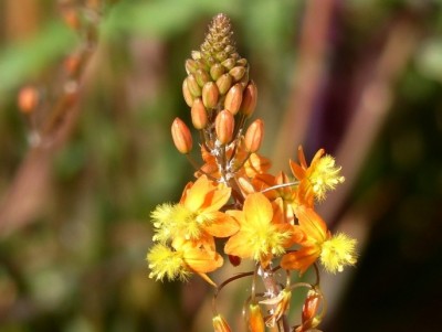 Bulbine brunsvigiaefolia.jpg