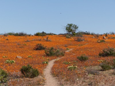 Korhaan Trail.jpg