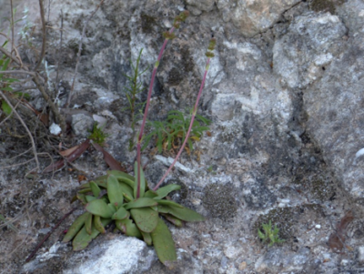 Crassula atropurpurea.png