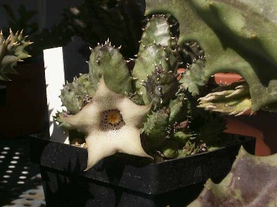 Huernia quinta-3215.jpg