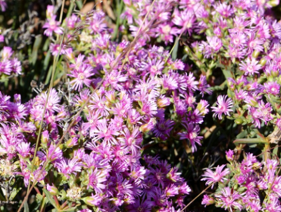 Delosperma asperulum klein.png