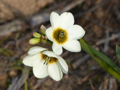 Ornithogalum thyrsoides.jpg