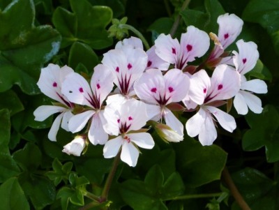 Pelargonium peltatum.jpg