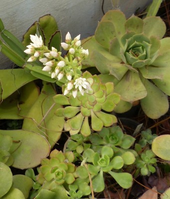 Aeonium volkeri (682x800).jpg