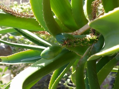 Aloe barberae mit Frucht (600x800).jpg
