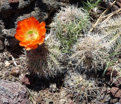 Echinocereus trigl.ssp mojavensis (800x684).jpg