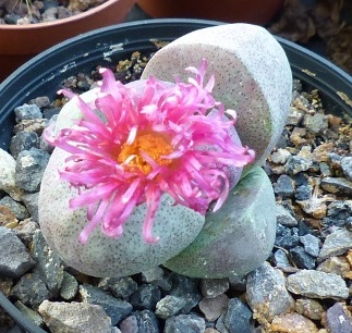 Pleiospilos nelli var. rubra (800x723).jpg