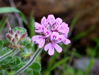 Pelargonium capitatum.jpg