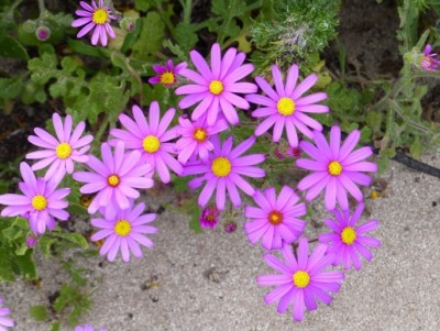 Senecio arenarius.jpg