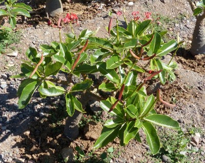 Pachypodium baronii, Früchte (800x635).jpg