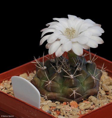 VoS_09-525_Gymnocalycium_anisitsii[4].JPG