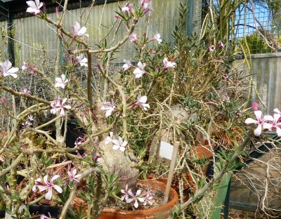 4 Pachypodium succulentum mit Blüten.jpg