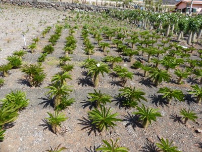 Pachypodium menabeum 5.jpg