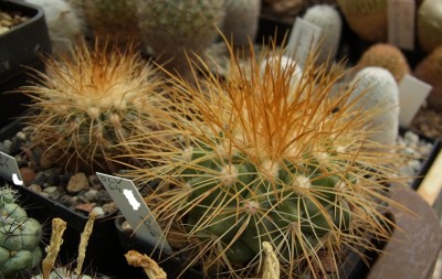 Copiapoa_krainziana_OLV064_we_03_RIMG0855.jpg