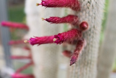 Cleistocactus strausii2.jpg