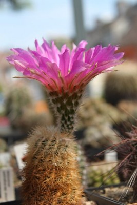 Echinocereus reichenbachii2.jpg