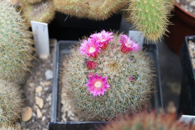 Mammillaria neocoronaria.jpg