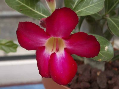 adenium1-3226.jpg