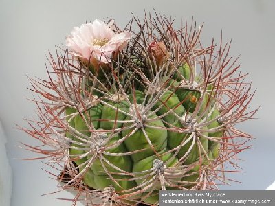 Gymnocalycium saglione 2010 Juli2 044_klein.jpg