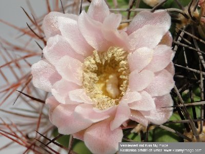 Gymnocalycium saglione 2010 Juli2 042_klein.jpg