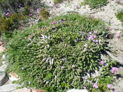 14,Euphorbia caputmedusae.jpg